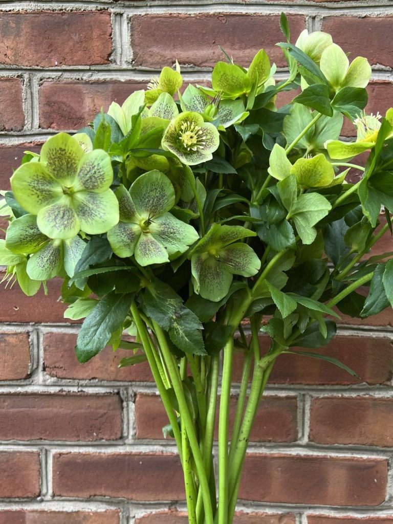 Brynhill Flower Farm Pittsburgh winter bells hellebore green spring flowers