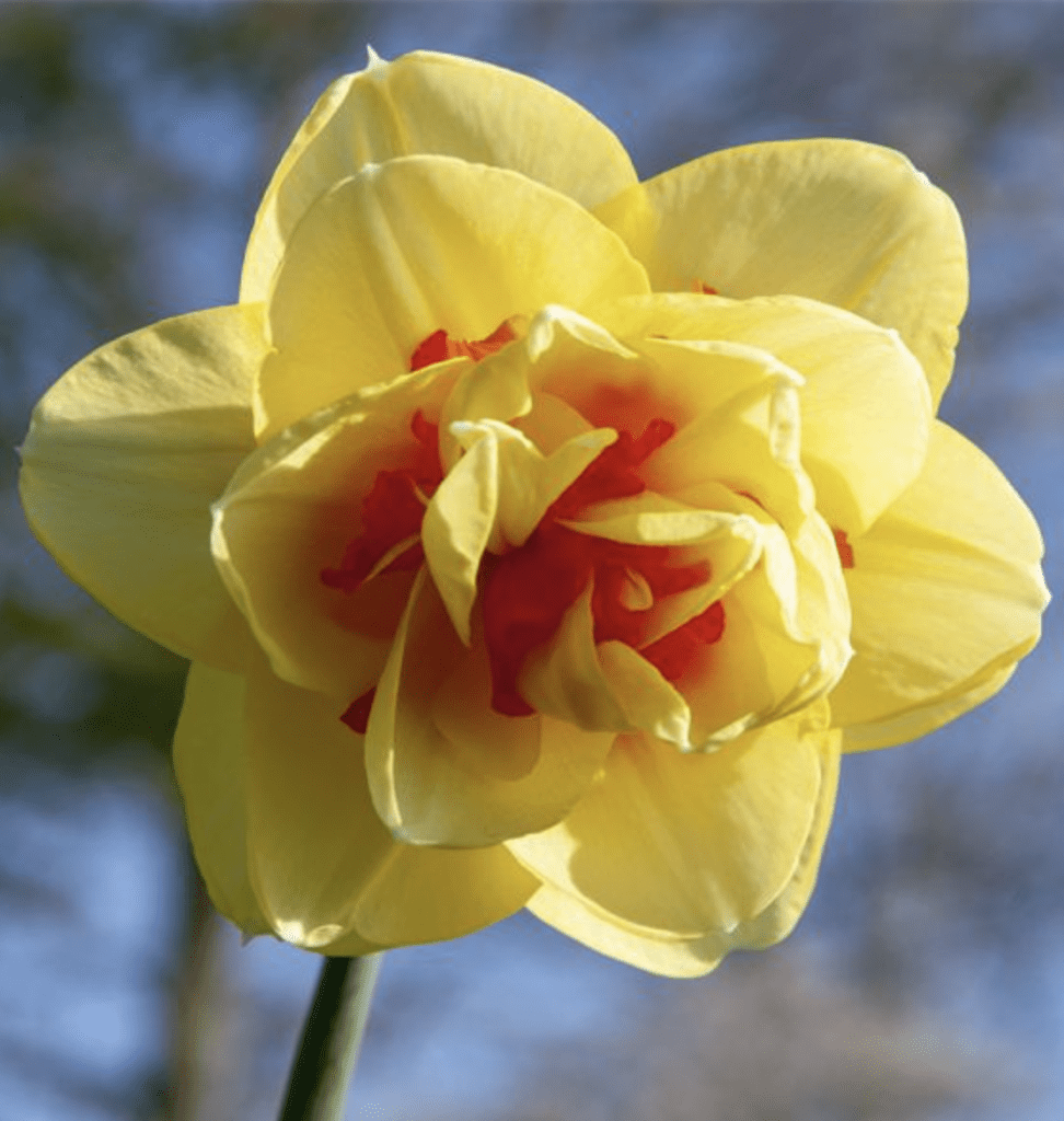 Van Engelen wholesale bulbs spring flowers tahiti daffodil yellow orange closeup
