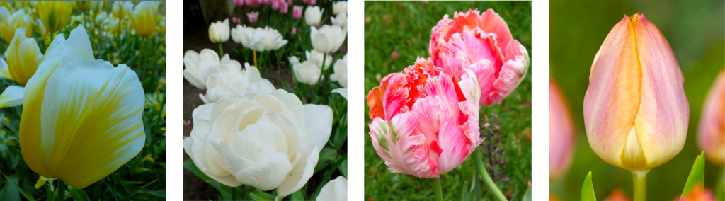 spring floral favorites tulips varieties Cut and Gather Flower Farm Pittsburgh